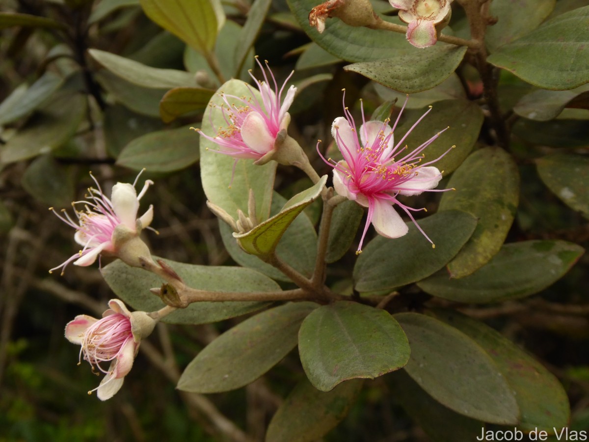 Rhodomyrtus tomentosa (Aiton) Hassk.